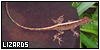 Lizards