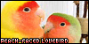 Peach-faced Lovebirds